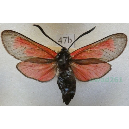 Zygaena erythrus (Hübner, 1806) France47b